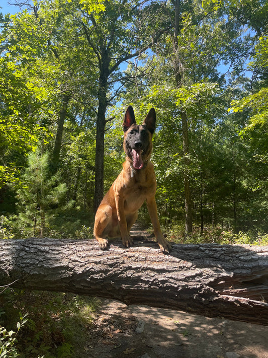 The FurAwayCo Promise: Building Trust One Pet Owner at a Time